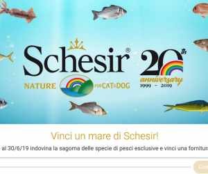 VINCI UN MARE DI SCHESIR
