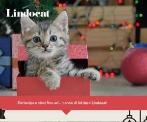 lindocatinabox